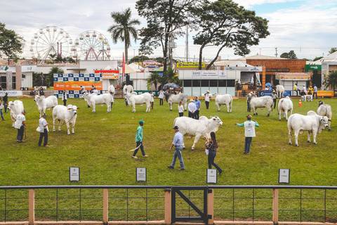 Desfile de touros Nelore Mocho em julgamento em fotografia de animais em Londrina Pr.'