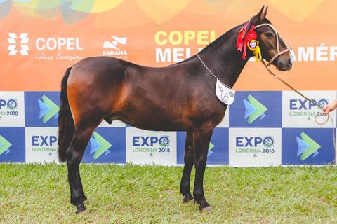 Fotógrafo de animais registra cavalo grande campeão da raça Crioulo na Expo londrina 2018.'