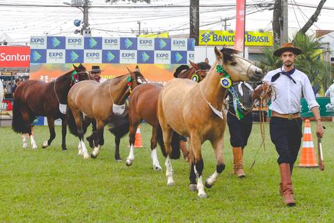 Cavalos da raça Crioula desfilam no Parque de Exposições Ney Braga, pelas lentes de Roberto Custódio, fotógrafo de animais.'