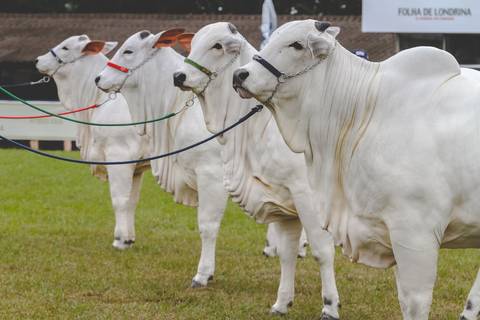 Fotografia de perfil da raça Nelore por fotógrafo de animais de Londrina-Pr.'