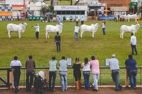 Grande julgamento da raça Nelore Mocho, em fotografia de animais de Roberto Custodio.'