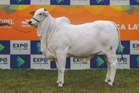 Fotógrafo de animais em Londrina registra Garrote de Nelore Mocho durante feira agropecuária em Londrina-Pr.'