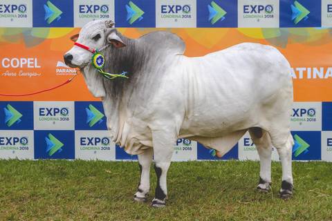 Fotografia de um Nelore Mocho grande campeão no Parque de Exposições Ney Braga.'