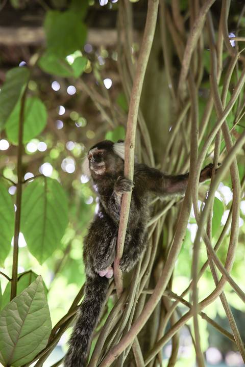 Aniversário ao ar livre: celebração única com amigos e família na Praia do Forte Bahia, registrada em imagens vibrantes'
