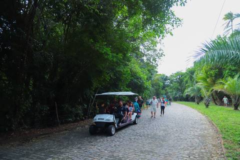escola bilíngue em Praia do Forte educação premium Bahia Villa Global Education melhores escolas da Linha Verde onde matricular meu filho em Praia do Forte Castelo Garcia D’Ávila eventos plantio de ipê e pau-brasil escolas com foco fotografo praia '