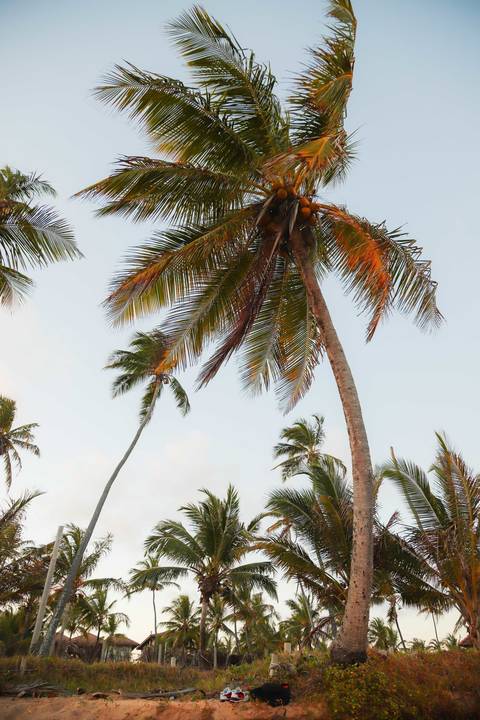 O que fazer em Praia do Forte, Bahia? Que tal um ensaio fotográfico ao entardecer, com o mar, a luz dourada e sua família vivendo uma experiência de conexão e alegria?'
