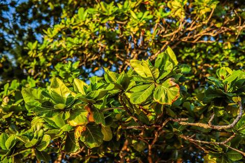 O que fazer em Praia do Forte Bahia, Fotógrafo em PRAIA DO FORTE BAHIA, WALDYR LANTYER Noivos caminhando na areia da Praia do Forte durante o pôr do sol, celebrando um casamento intimista na praia na Bahia.'