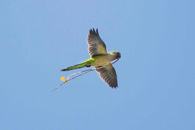 Loro llevando ramas para el nido