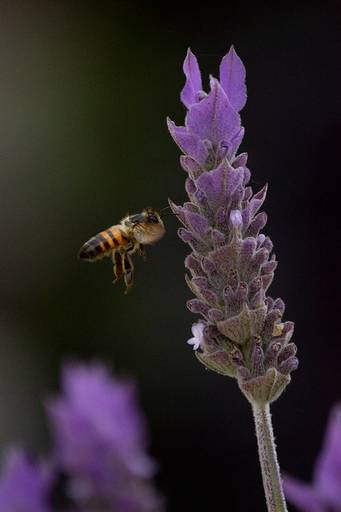 Abjea en Lavanda