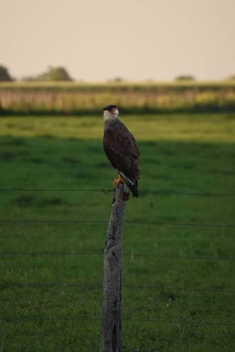 Carancho posando ll