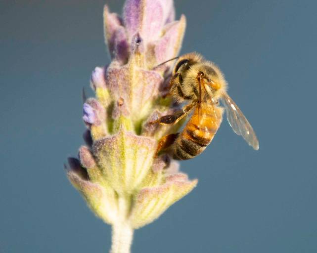 Abeja en lavanda
