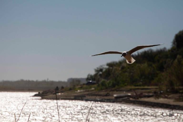 Gaviota