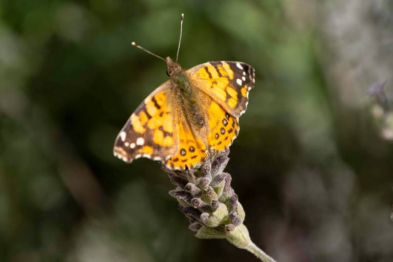 Mariposa 