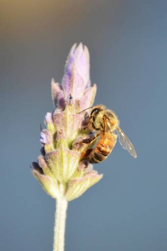 Abeja en lavanda
