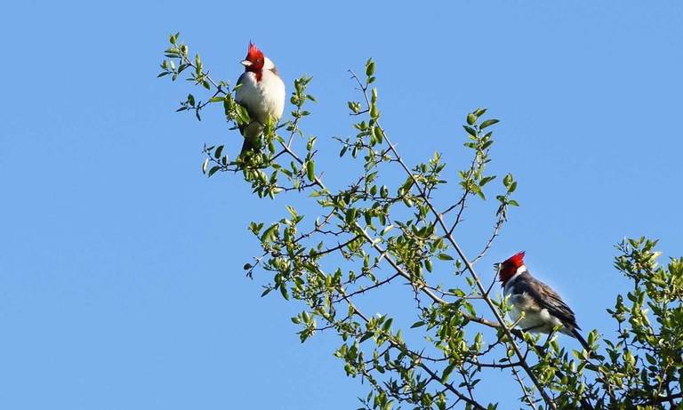 Cardenales