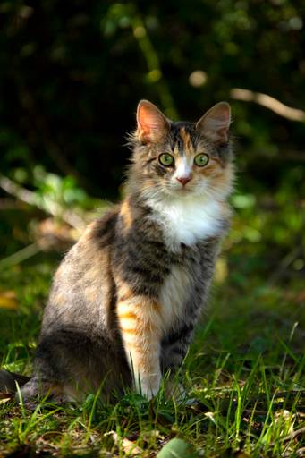 Gato asombrado ll