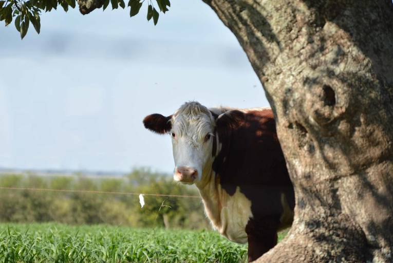 Vaca curiosa