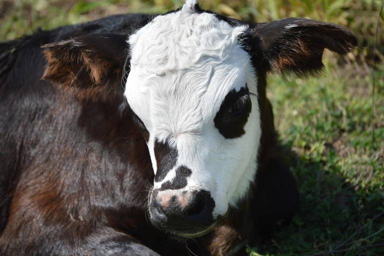 Ternerito