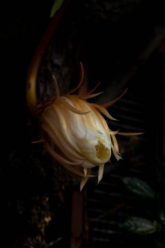 Dama de una noche