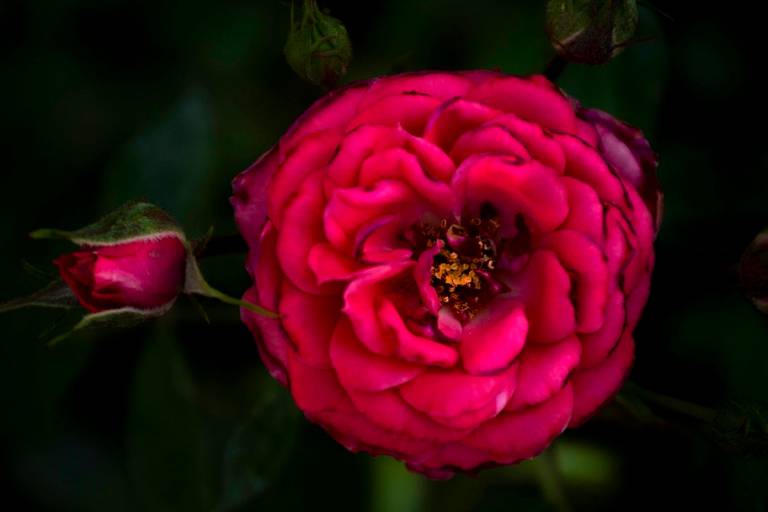 Rosa roja