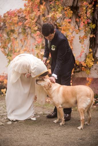 animais no dia do casamento