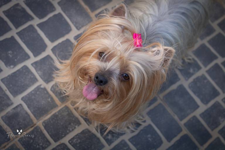 Princesa