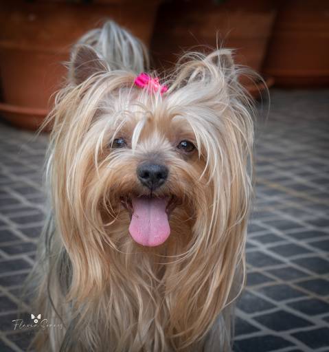 Princesa