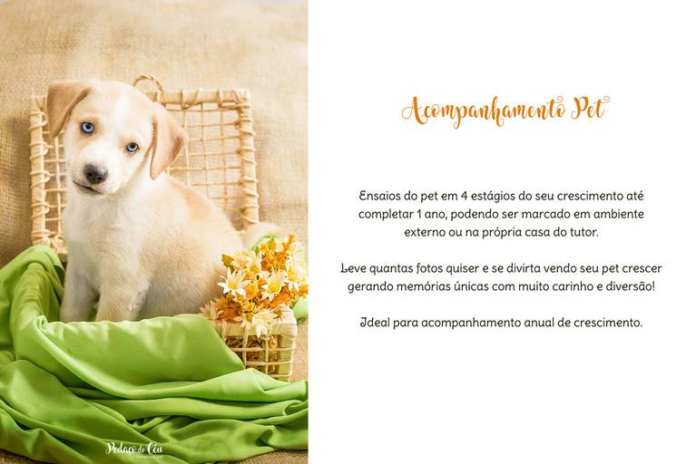 Ensaios de Acompanhamento