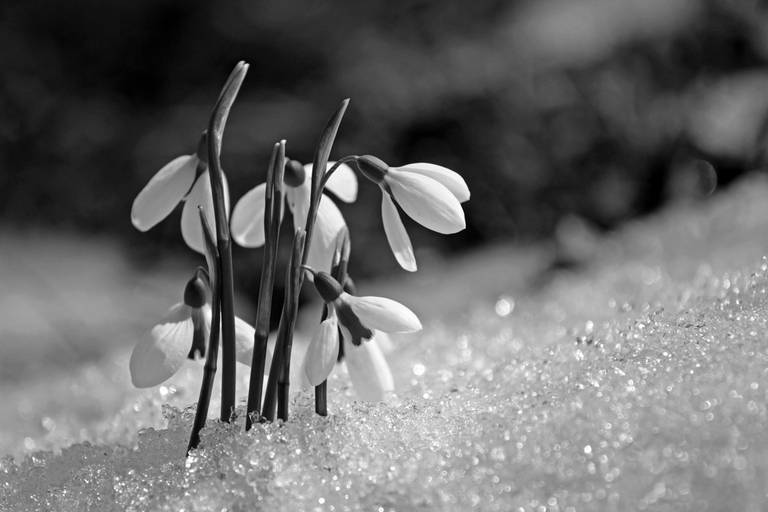 cristina syono
foto-arte-psicoterapia
resistência natural sobre o gelo
qual o sentido da vida?
