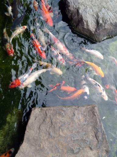 C.Y.S. 2022
cristina syono