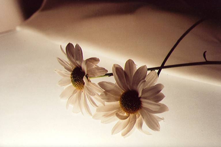 C.Y.S. 2001
cristina syono
foto-arte-psicoterapia
família das margaridas