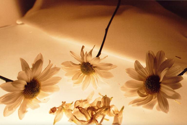 C.Y.S. 2001
cristina syono
foto-arte-psicoterapia
margaridas em luto