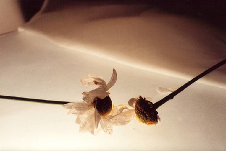 C.Y.S. 2001
cristina syono
foto-arte-psicoterapia
tristeza da margarida