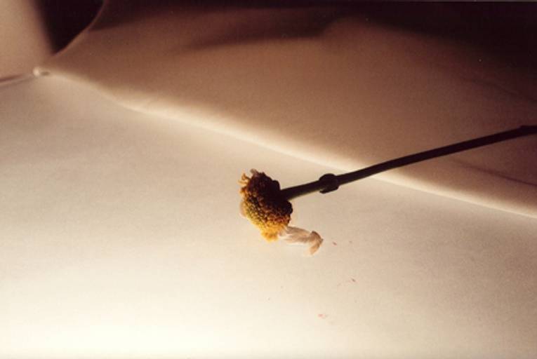 C.Y.S. 2001
cristina syono
foto-arte-psicoterapia
o fim da margarida