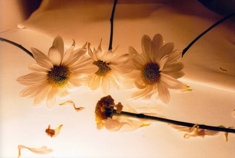 C.Y.S. 2001
cristina syono
foto-arte-psicoterapia
socorro das margaridas