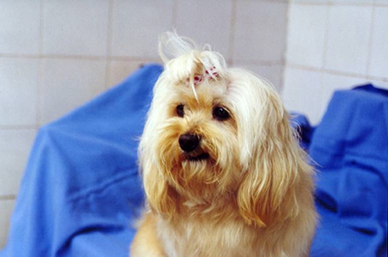 C.Y.S. 2005
cristina syono
foto-arte-psicoterapia
cachorrinha vestida de presente