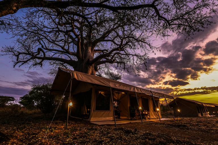 Baobab Tented Camp. Tarangire National park 