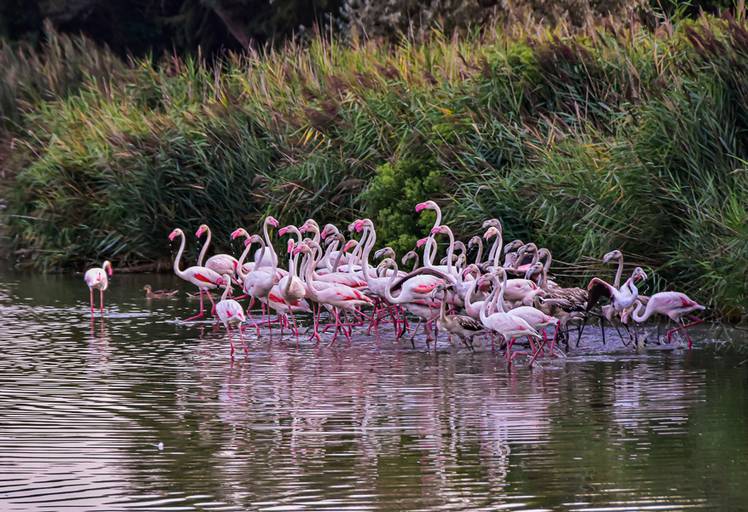 Camargue