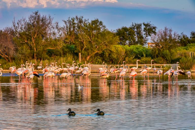 Camargue
