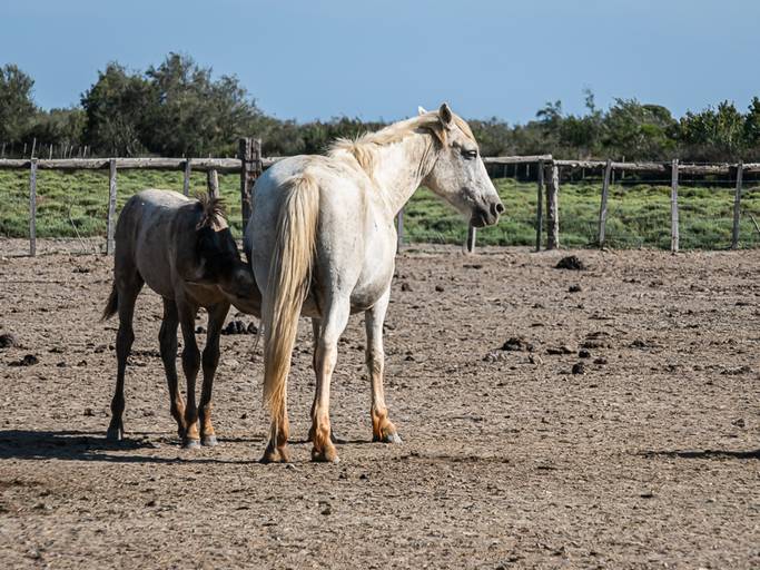 Camargue