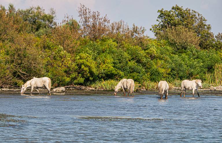 Camargue