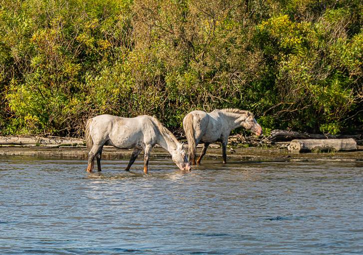 Camargue
