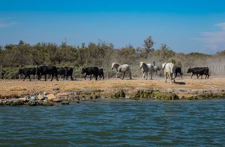 Camargue