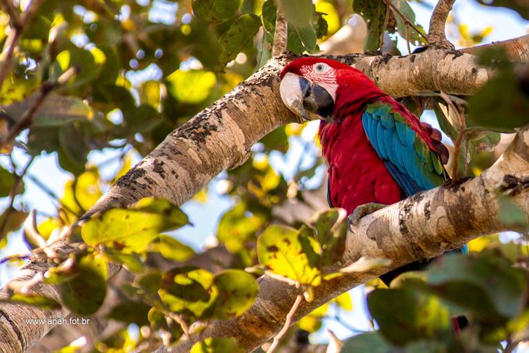 Arara-vermelha