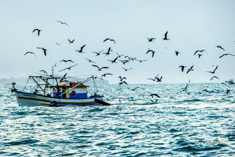 Aves marinhas sobrevoam barco de pesca