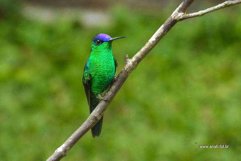 Beija-flor-de-fronte-violeta