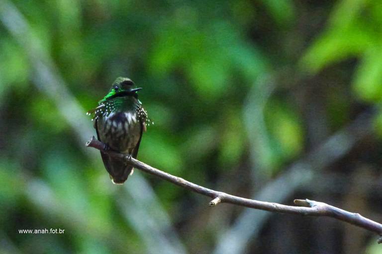 Beija-flor-topetinho-verde