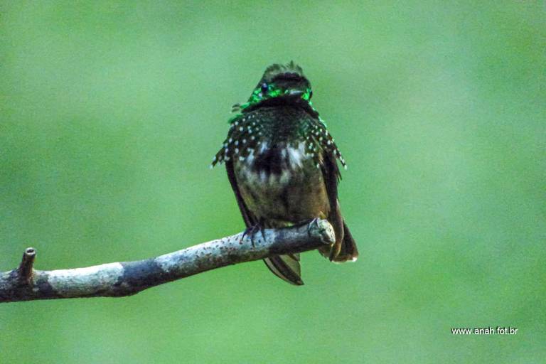 Beija-flor-topetinho verde