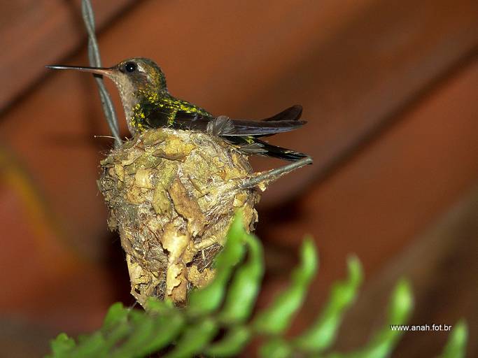 Beija-flor no ninho