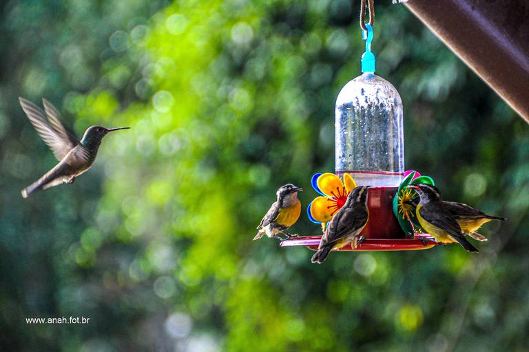 Beija-flor e sebinhos